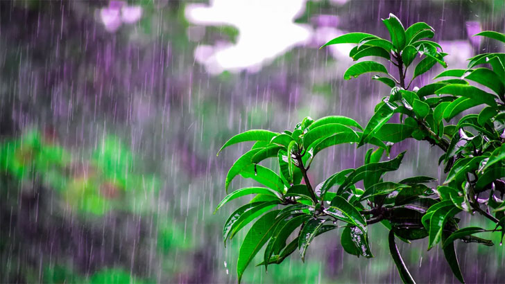 বৃষ্টি নিয়ে কুরআন-হাদিসে যা বলা হয়েছে
